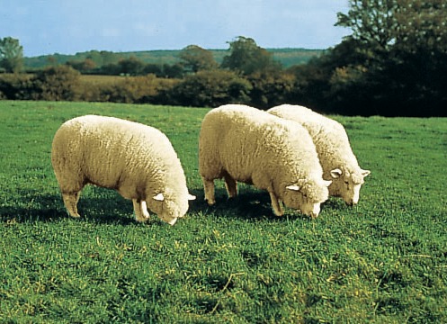 Teppiche - Bettumrandung aus echtem Lammfell in Tierform, in Farbe NATURWEISS Ansicht 1