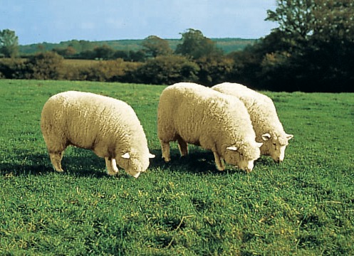 Teppiche - Hochwertiges Merino-Lammfell, in Farbe BEERE Ansicht 1