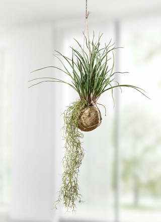 Tillandsia-Hängepflanze