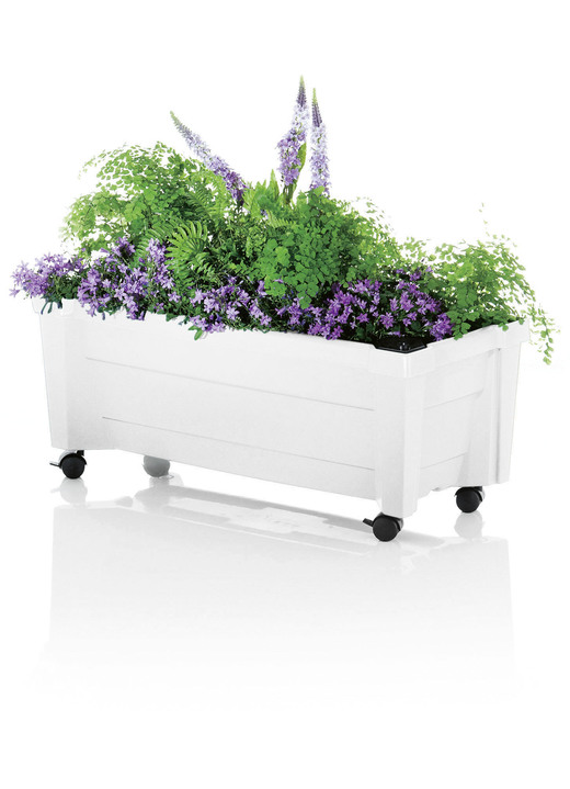Blumentöpfe & Pflanzgefäße - Roll-Pflanzkasten mit Wasserstandsanzeige, in Farbe WEISS Ansicht 1