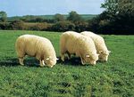 Hochwertiges Merino-Lammfell BEERE