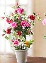 Rosengesteck im Keramiktopf PINK