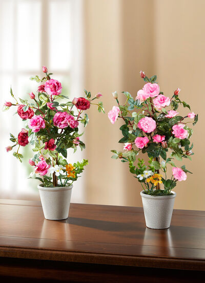 Rosengesteck im Keramiktopf 