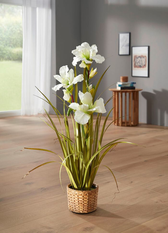 Wundersch&ouml;ne Lilie im Topf WEISS