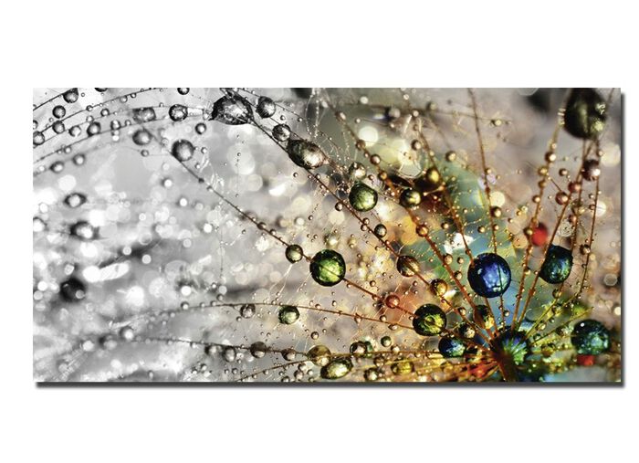 Bild Wassertropfen auf einer Pusteblume 