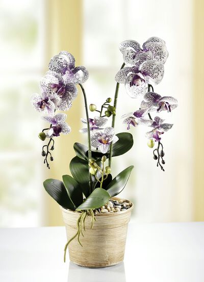 Orchidee im Topf 
